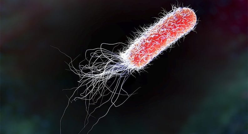 Five Facts about E coli img n9tu6xevuv4y66l3rwyn3rzwak6j8up8h7n8um9fws